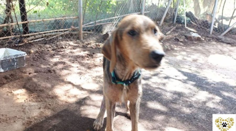 angelos-adopt-a-dog-messinia