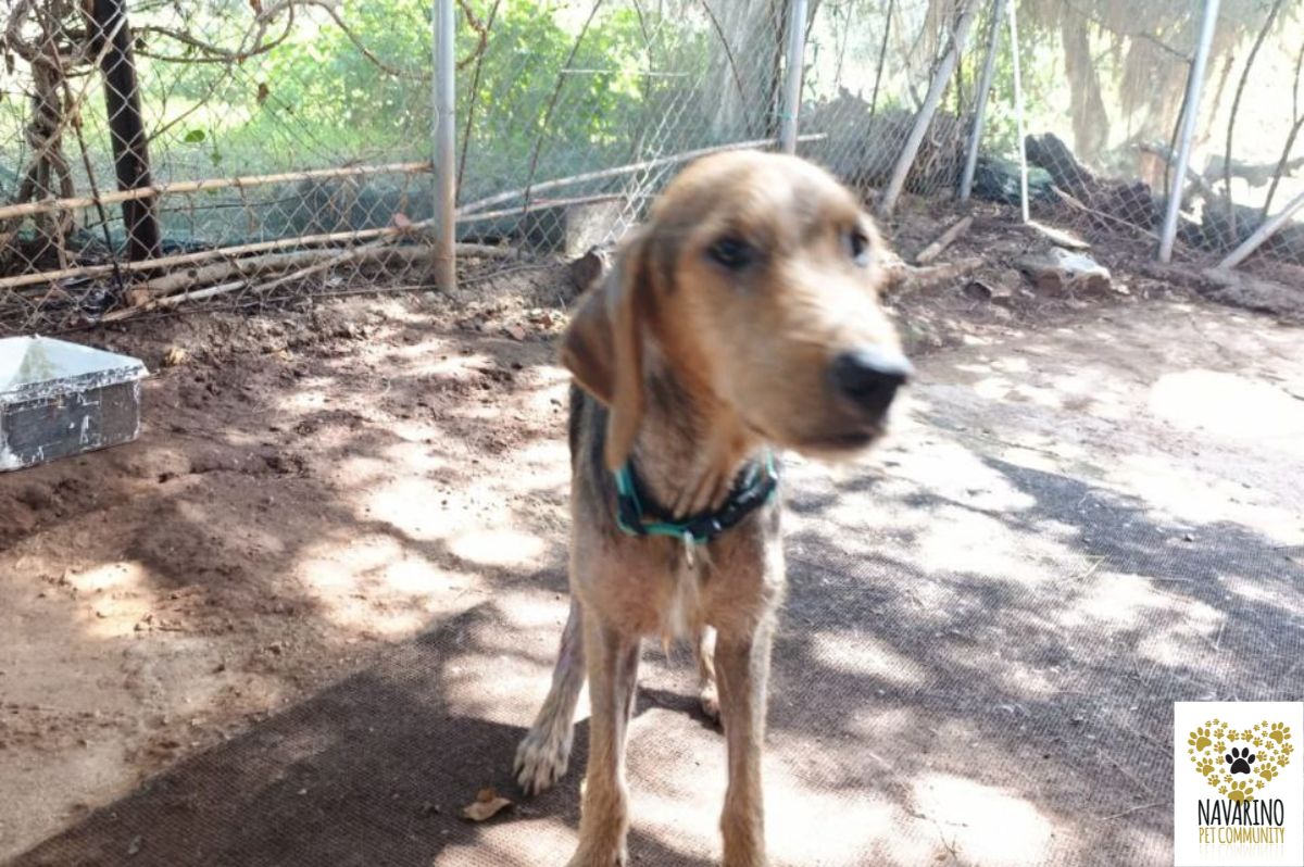 angelos-adopt-a-dog-messinia