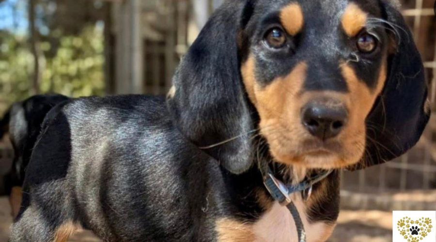 axel-adopt-a-dog-messinia-navarino-pet-community