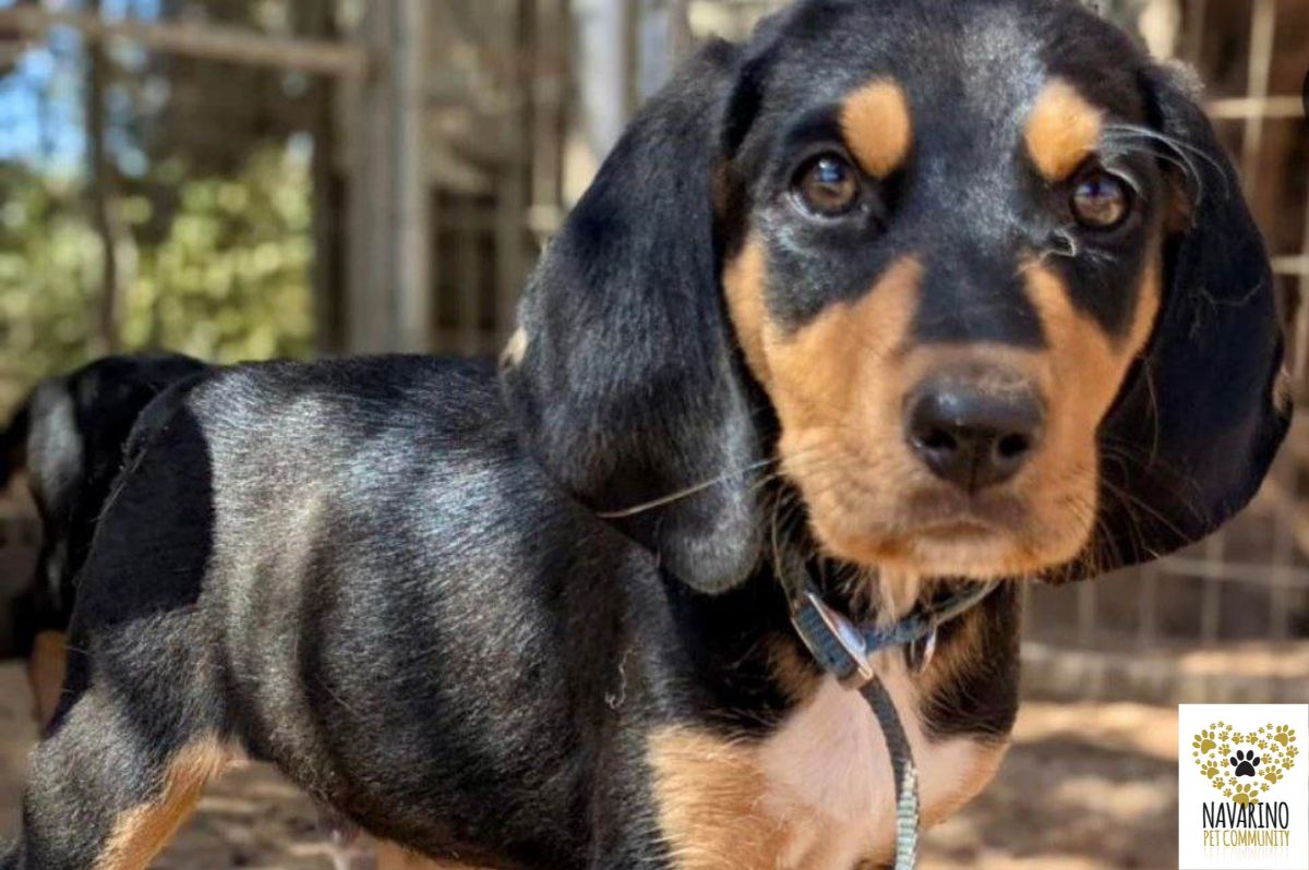 axel-adopt-a-dog-messinia-navarino-pet-community