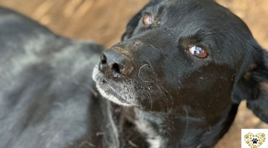 binoo-adopt-a-dog-messinia