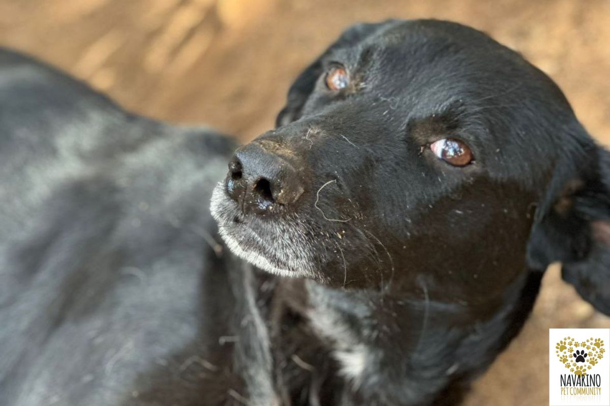 binoo-adopt-a-dog-messinia