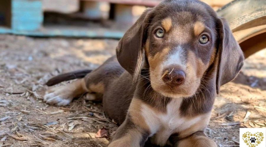 Bob-adopt-stog-messinia-navarino-pet-community