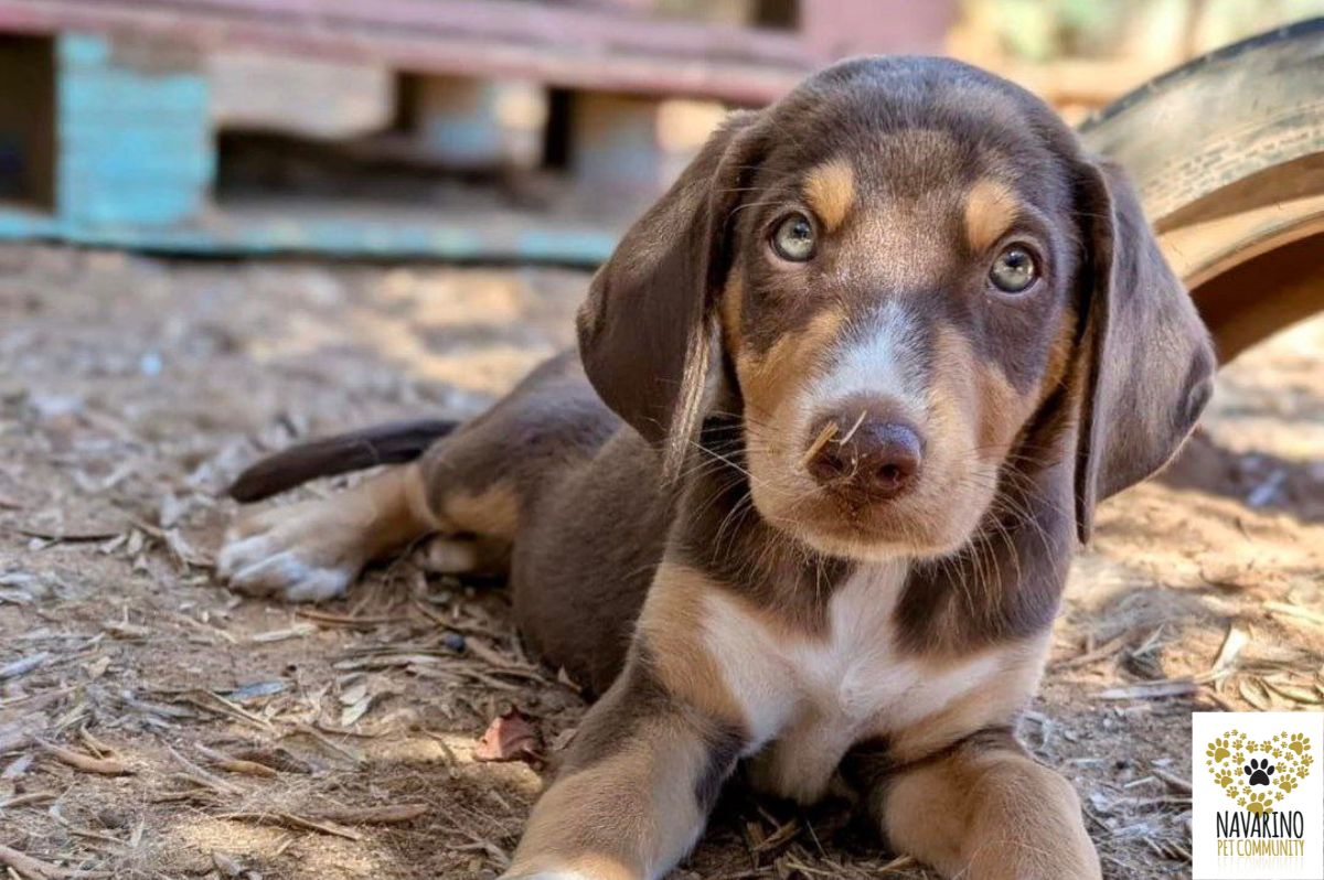 bob-adopt-a-dog-messinia-navarino-pet-community