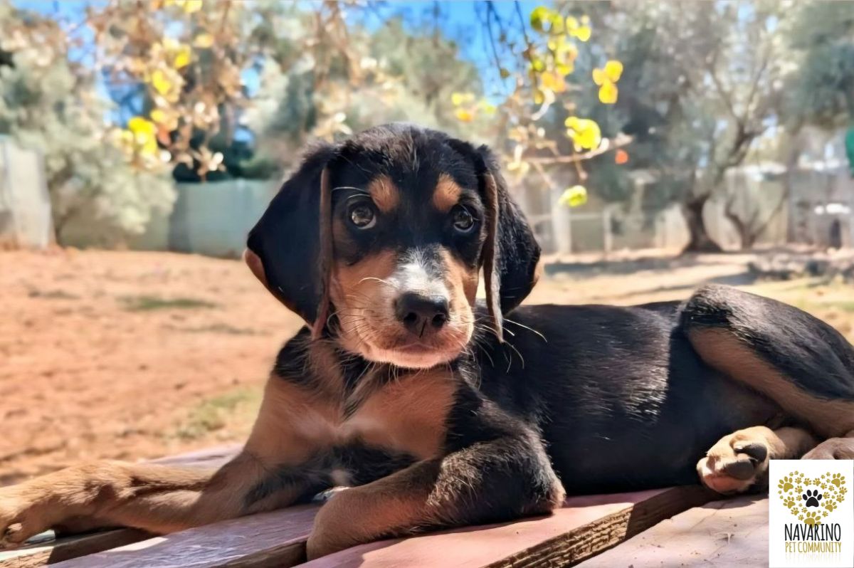 bono-adopt-a-dog-messinia-navarino-pet-community