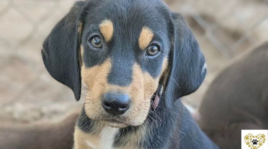 celine-adopt-a-dog-messinia-navarino-pet-community