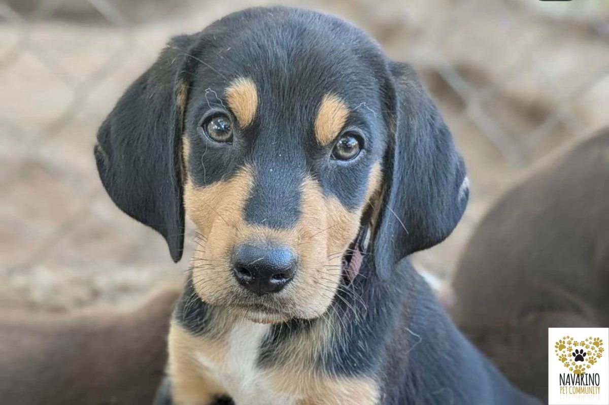 celine-adopt-a-dog-messinia-navarino-pet-community