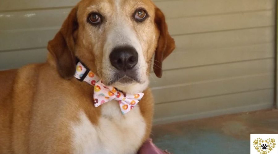 cookie-adopt-a-dog-messinia