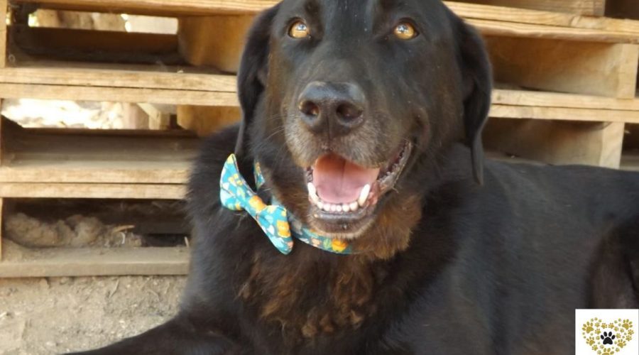 diesel-adopt-a-dog-messinia-navarino-pet