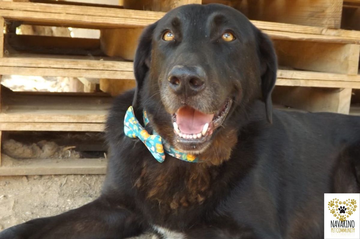 diesel-adopt-a-dog-messinia-navarino-pet