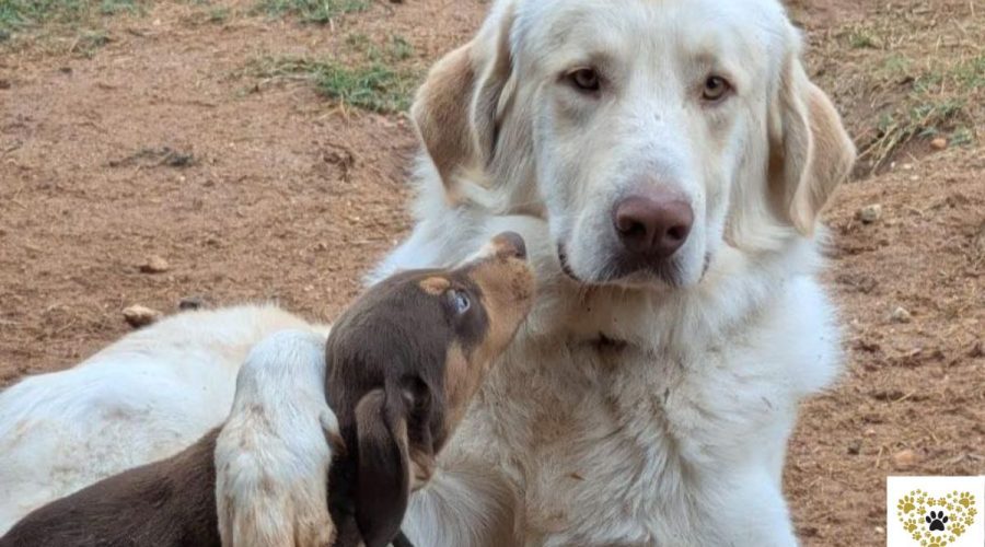 echo-adopt-a-dog-messinia