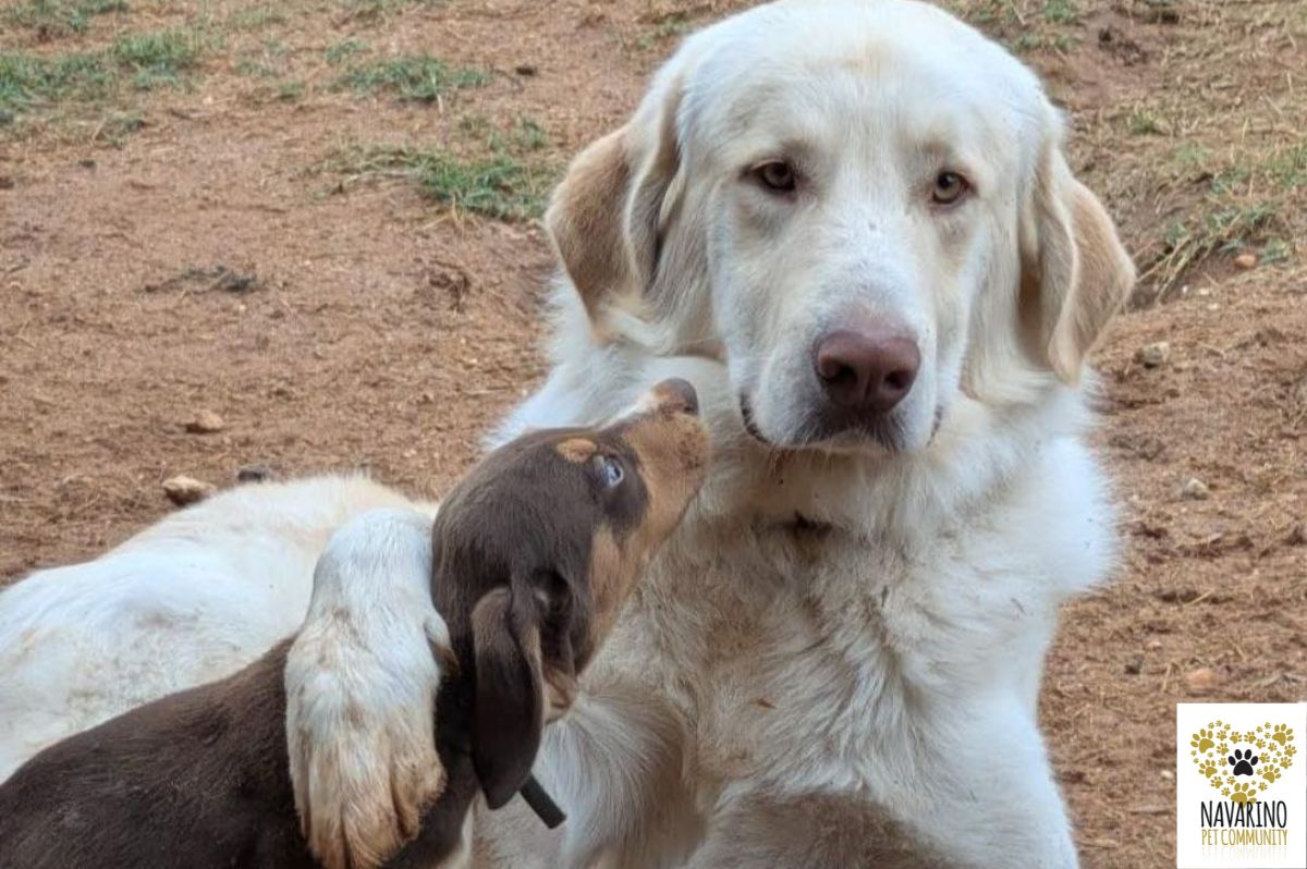 echo-adopt-a-dog-messinia