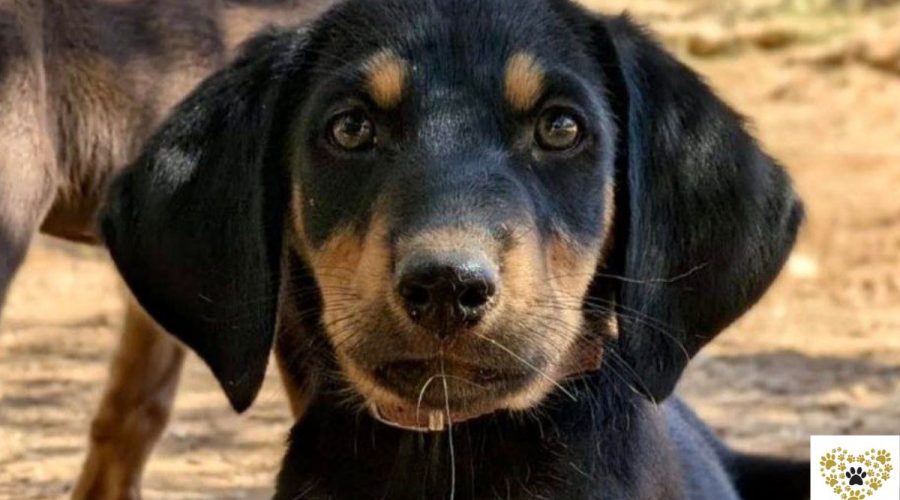 elvis-adopt-a-dog-messinia-navarino-pet-community