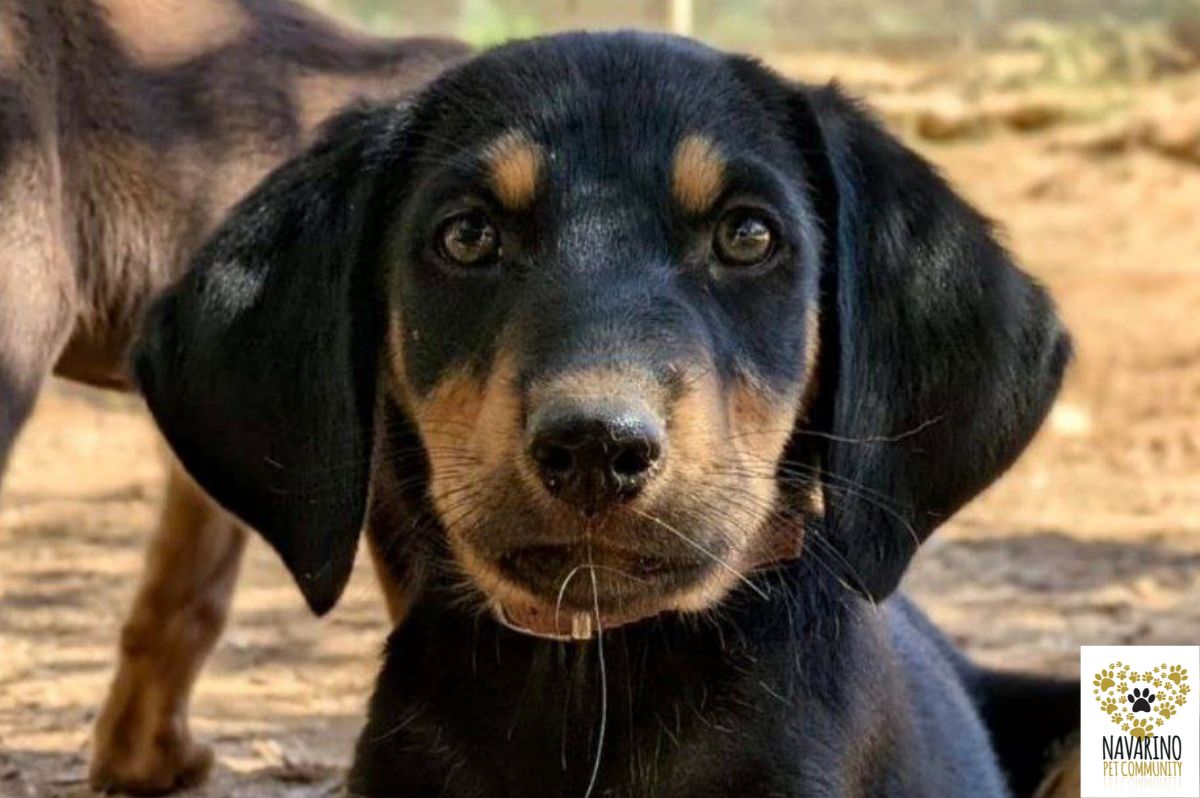 elvis-adopt-a-dog-messinia-navarino-pet-community