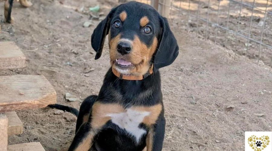 janis-adopt-a-dog-messinia-navarino-pet-community