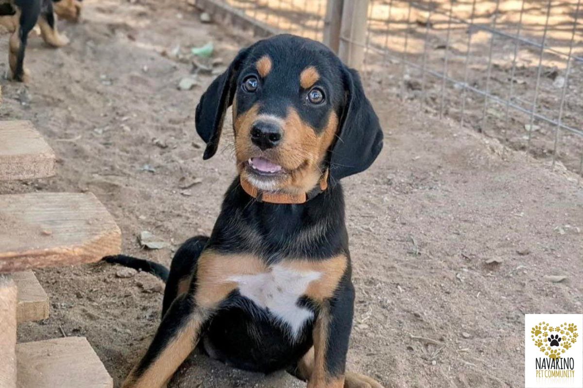 janis-adopt-a-dog-messinia-navarino-pet-community