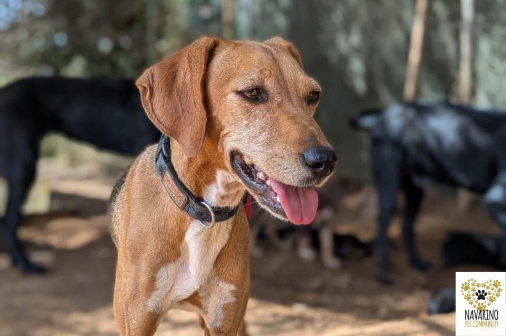 Lina-Adopt-stog-Messinia-Nevarino-Pet-Community