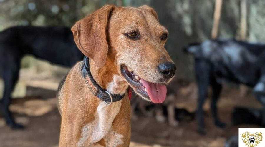 lina-adopt-a-dog-messinia-navarino-pet-community