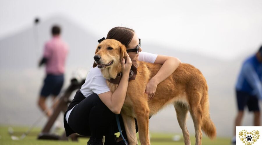 brownie-adopt-a-dog-messinia