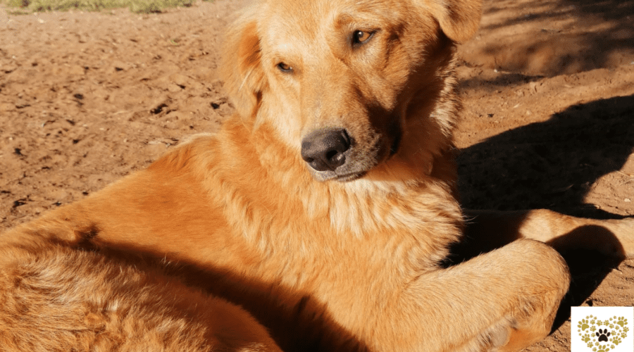 navarino-pet-houndini-dog-adoption