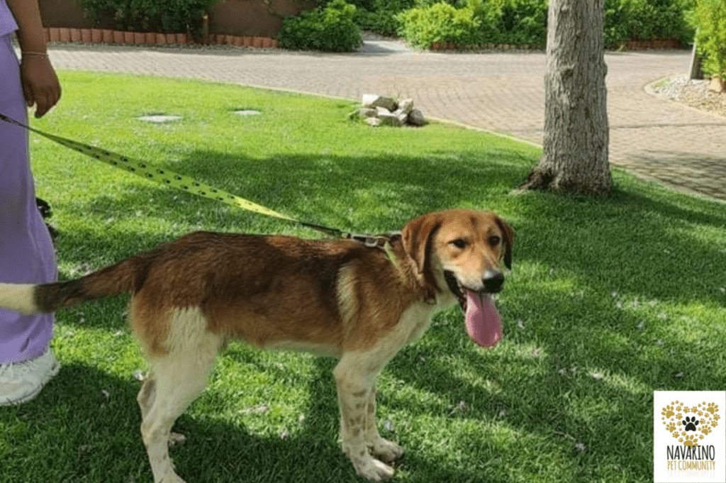 Navarino-Haustier-Omega-Hund-Adoption