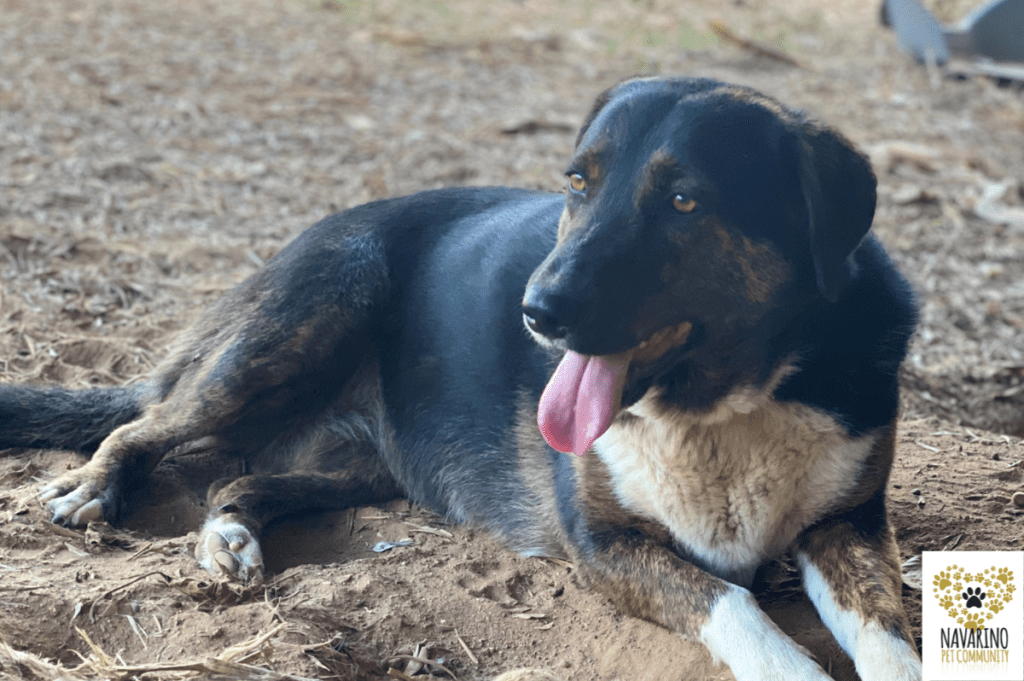 navarino-pet-ormi-dog-adoption
