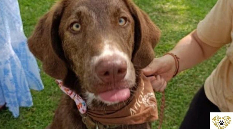 pumpkin-adopt-a-dog-messinia