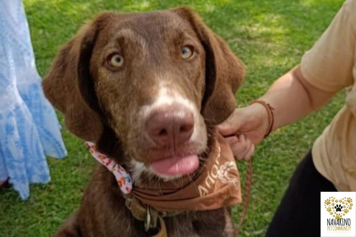 pumpkin-adopt-a-dog-messinia