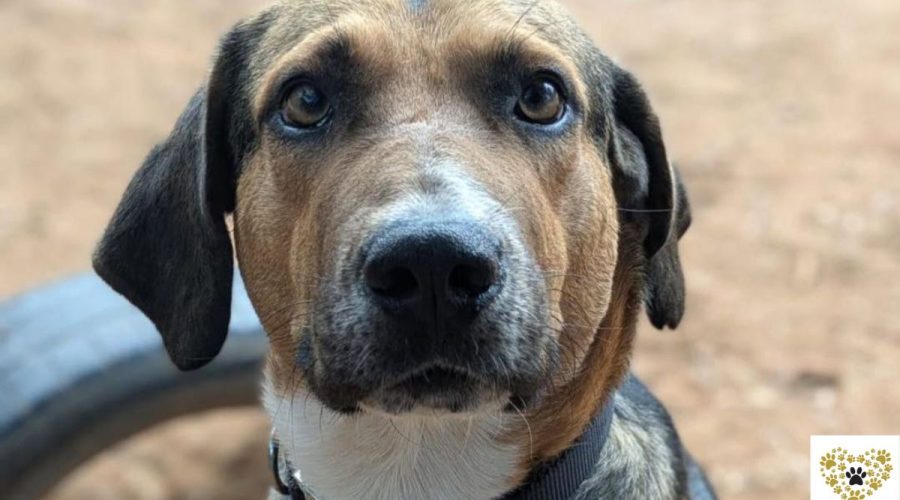 vasilis-adopt-a-dog-messinia-navarino-pet-community