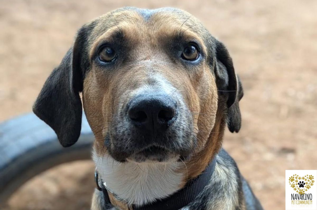 vasilis-adopt-a-dog-messinia-navarino-pet-community