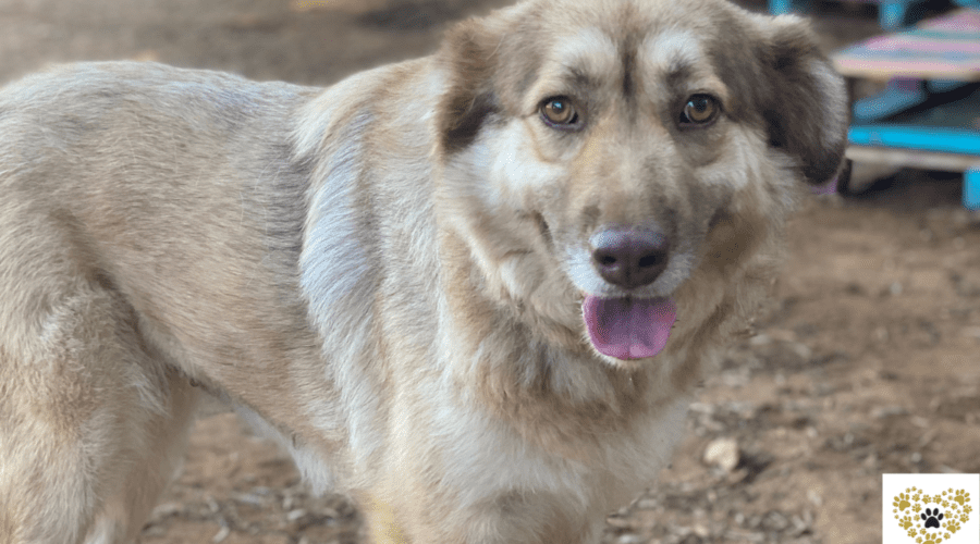 navarino-pet-agaph-dog-adoption
