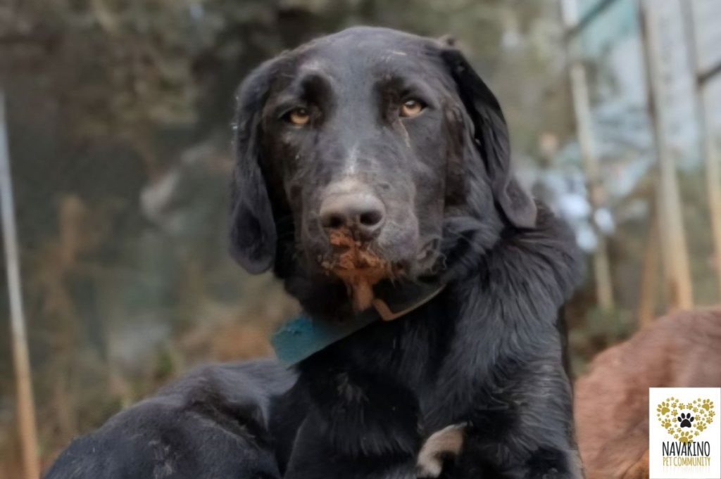 Ισαβέλλα-Υιοθετήστε-στοπ-μεσσηνία