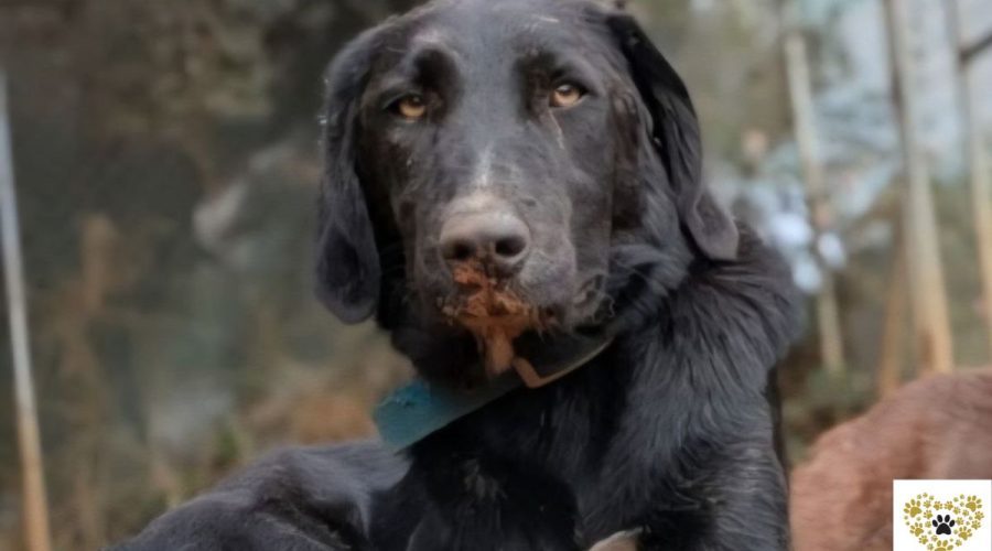 isabella-adopt-a-dog-messinia