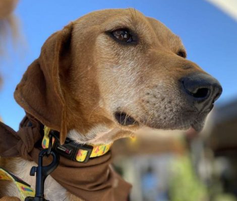 lina-adopt-a-dog-messinia-navarino-pet-community