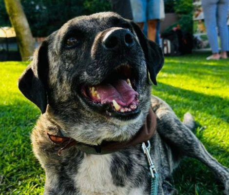 miltos-adopt-a-dog-messinia