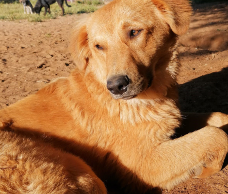 navarino-pet-houndini-dog-adoption