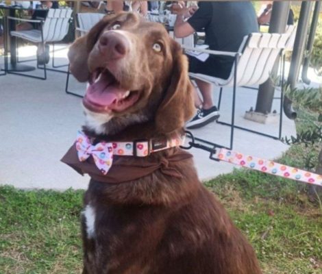 pumpkin-adopt-a-dog-messinia